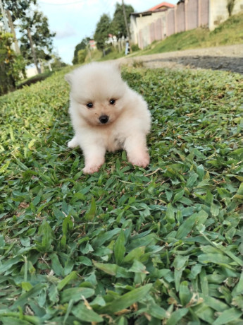 cachorritos-pomerania-big-2