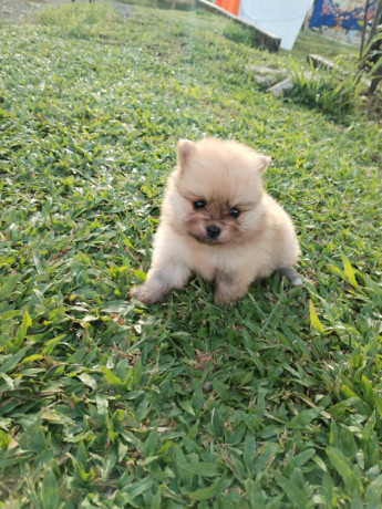 cachorritos-pomerania-big-0