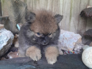 Pomeranias cachorritos